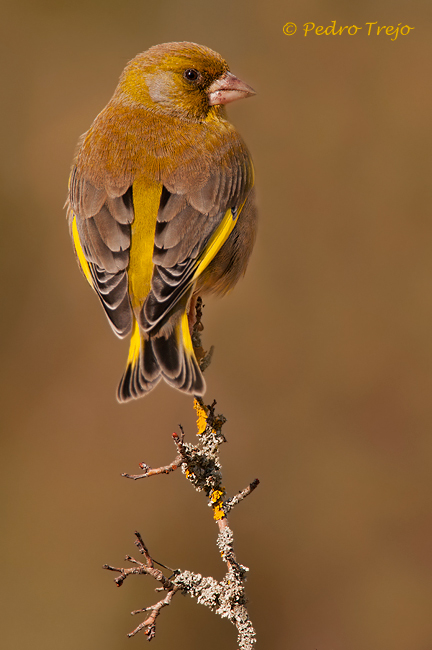 Verderon (Carduelis chloris)